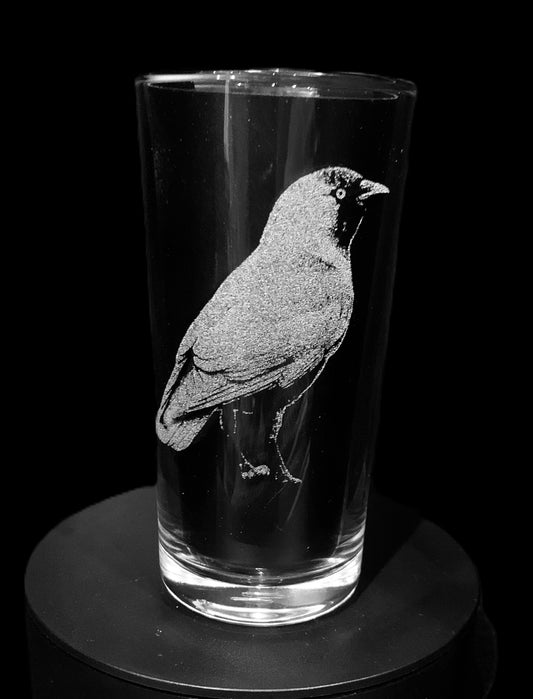 Jackdaw